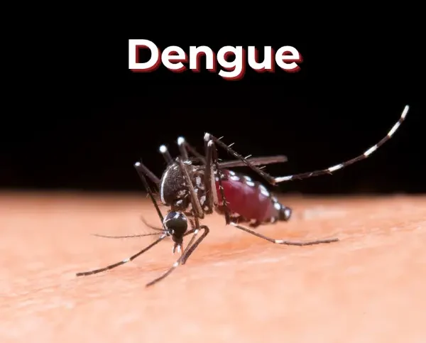 Dengue