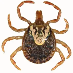 Febre Maculosa